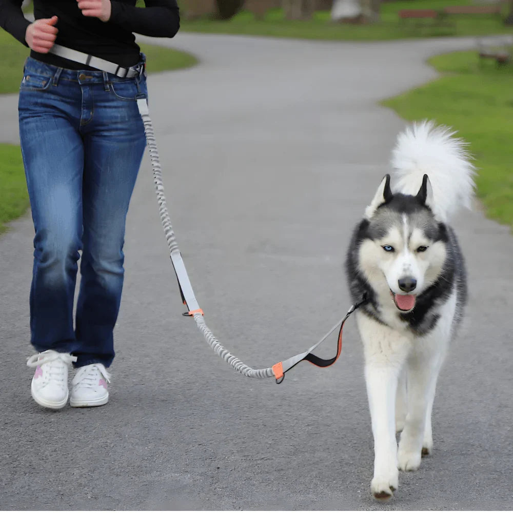 Dog Walking Lead with Adjustable Waist Strap and Reflective Details