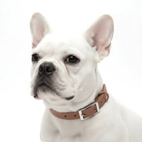 Adjustable Dog Collar with PVC Coating and Polyester Webbing