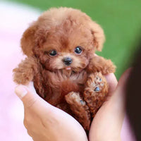 Interactive Plush Robotic Puppy with Touch Activated Movement