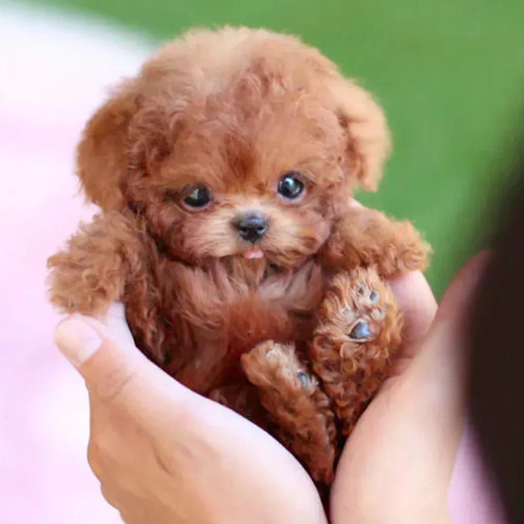 Interactive Plush Robotic Puppy with Touch Activated Movement
