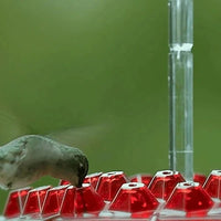 Hanging Hummingbird Feeder with Ant Moat Design