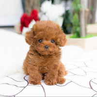 Realistic Plush Teddy Dog with Weighted Body