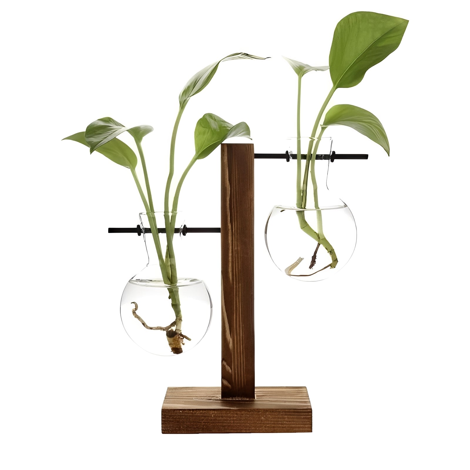 Hydroponic Glass Vase with Wooden Stand