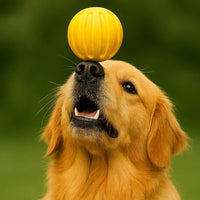 Durable Dog Training Ball and Chew Ring for Outdoor Fetch and Play