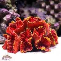 Coral Reef Aquarium Ornament with Resin Craft Design
