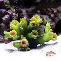 Coral Reef Aquarium Ornament with Resin Craft Design