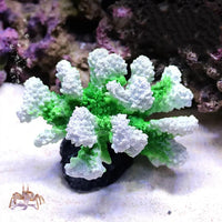Coral Reef Aquarium Ornament with Resin Craft Design