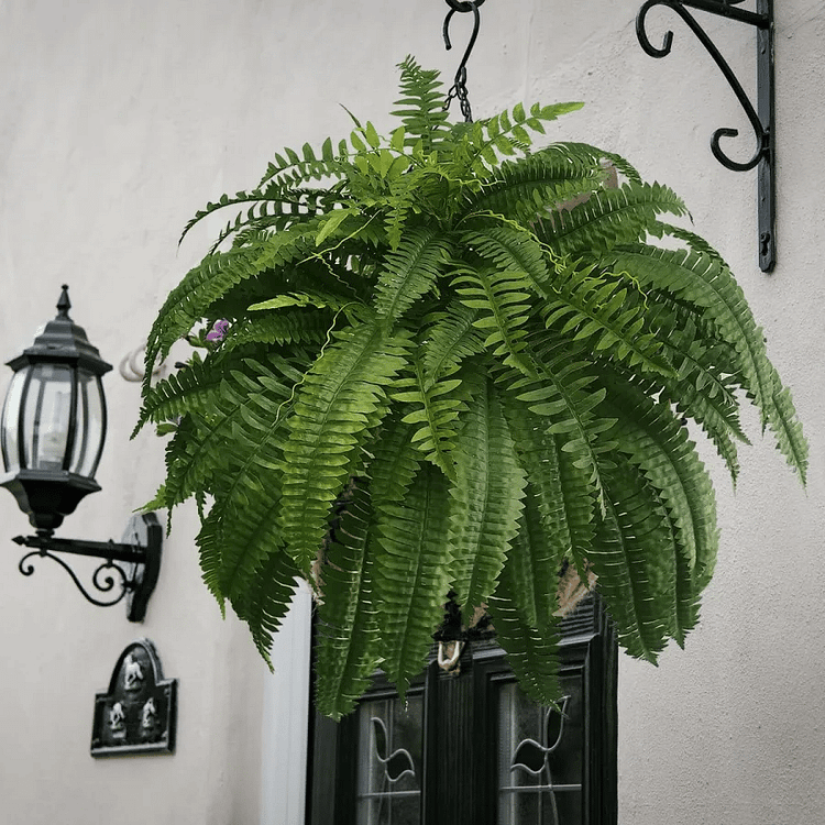 Artificial Boston Fern Set with Polyethylene and Water Resistant Construction, 18 Pack