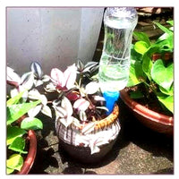 Plant Watering Spikes with Adjustable Flow Control and Bottle Adapter, 12-Pack